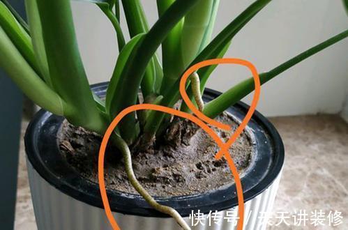 龟背竹|4种“泼辣花”，长出“气生根”，是好事，不用扦插，剪下来就活