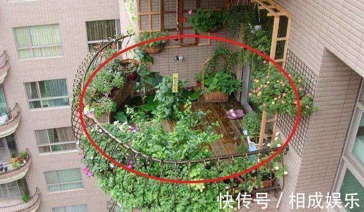 发财树|怪不得老公把发财树扔了，现阳台流行种此花卉，香飘满屋更迷人