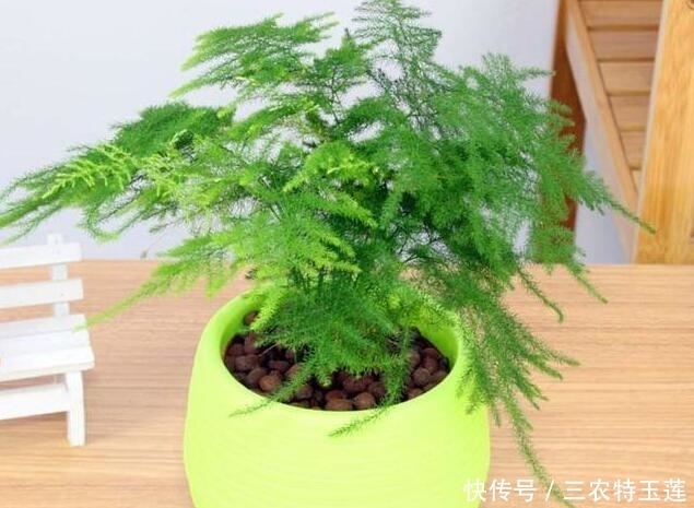 要想养好一盆文竹, 非常的不简单, 不信你看看