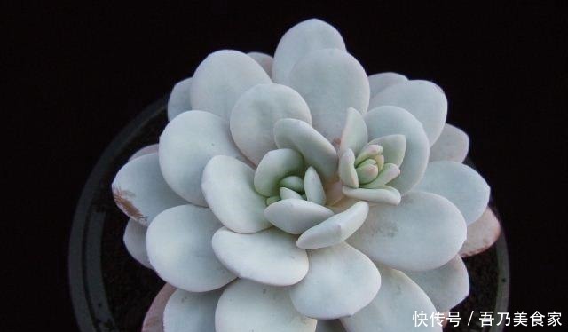 多肉植物度夏经验总结, 让家里的多肉平安过夏天!