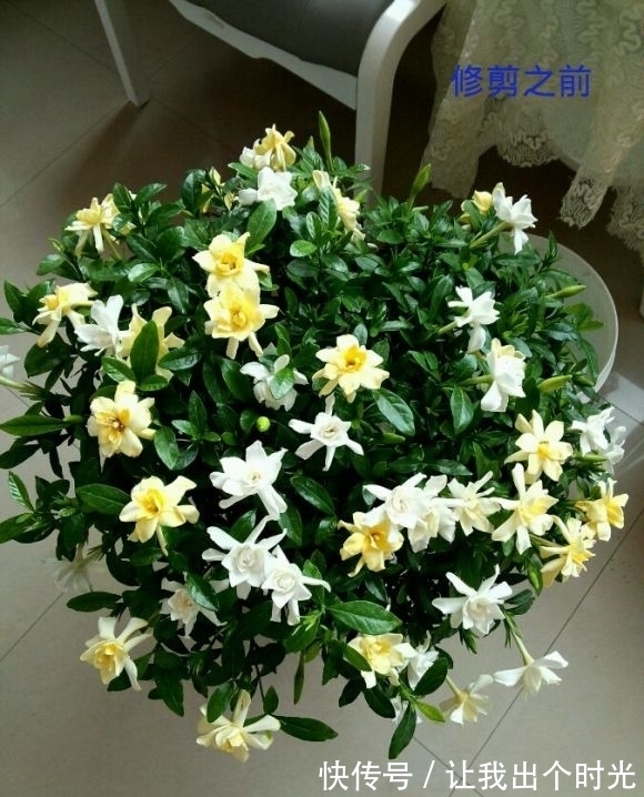 栀子花真难养?避开“3不要”,挤满大花苞,冬天也开爆