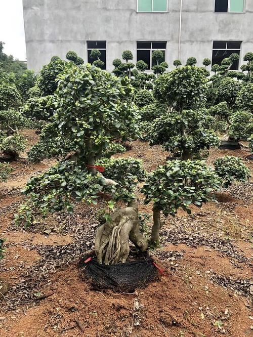 盆景|可以摆阳台的“镇宅树”,1盆价值“1万”,养8年像盆景,值钱