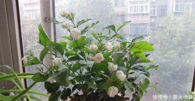 养茉莉花，只用了一个小诀窍，花开的又多又香，太赞了