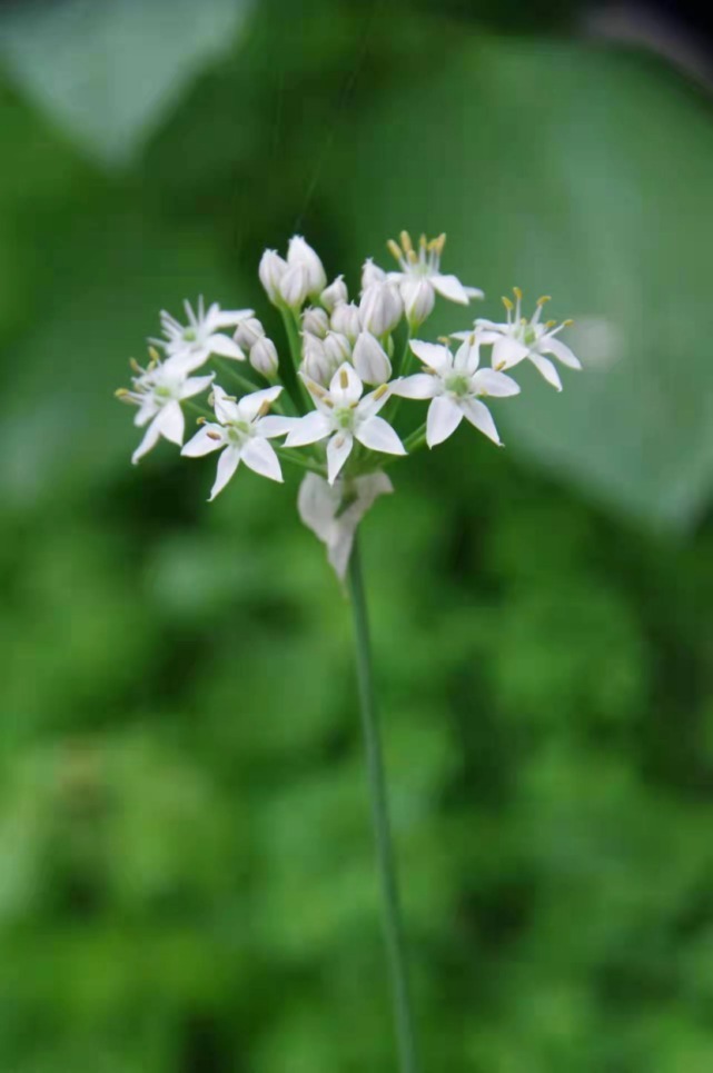 生物|杨向红镜头下的玉龙雪山奇花异草，见证了丽江生物多样性之美