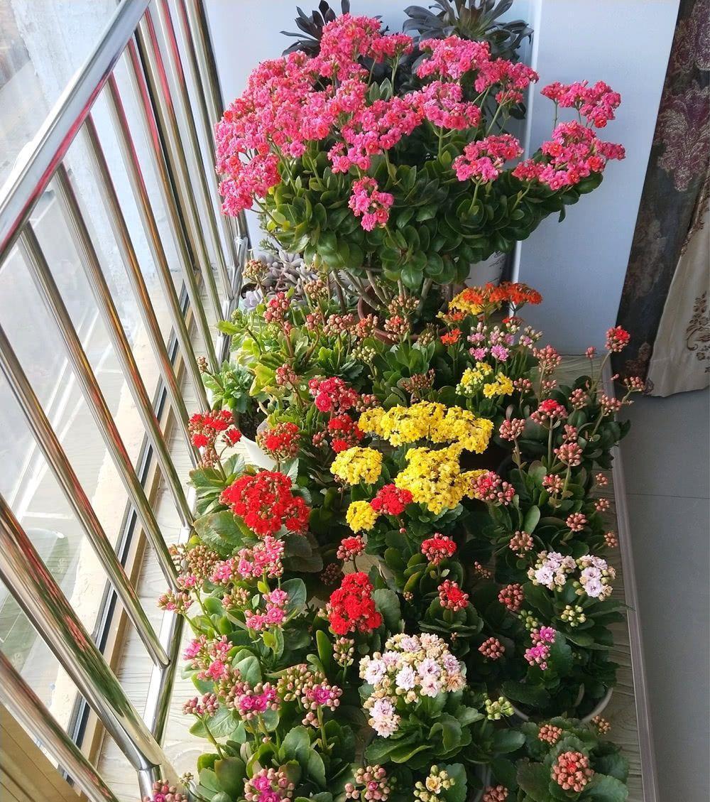 花芽|公认“好养”的3种花，适合现在养，稍加养护就能接二连三开花