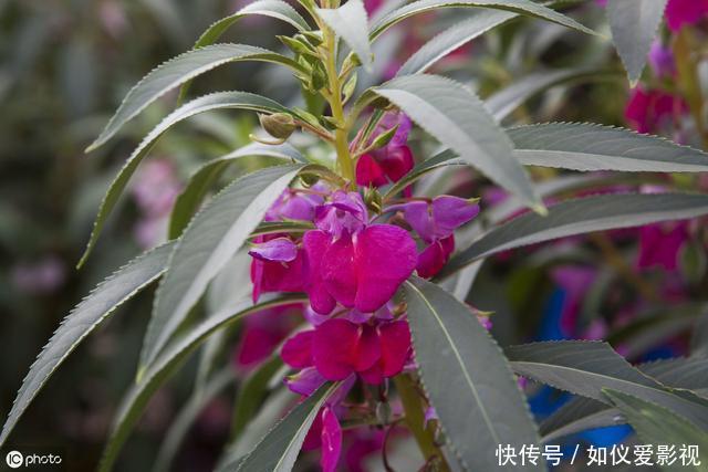 这种花是天然“染发剂”,阳台种几盆,白发去无踪