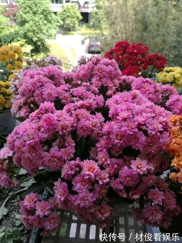 扦插|5种花快扦插,生根超快,1周长出大白根,新手也能插得活