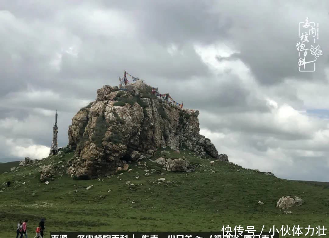 多肉,似星辰大海般的璀璨!