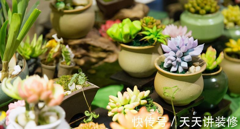 浇灌|立秋后，不要马上给多肉多浇水，多注意这几点，不空盆
