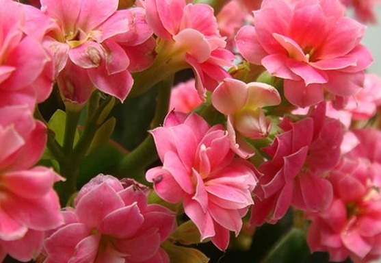 长寿花不开花水分和施肥是关键,注意几点,年年爆盆!