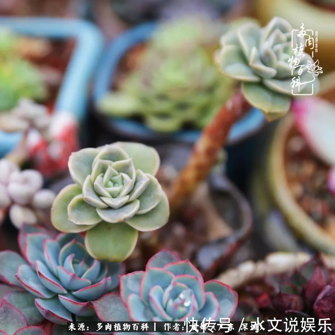 日子|笼子里露养的多肉,越养越美!有多肉的日子伴着小确幸!
