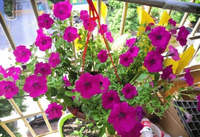 太阳花|急性子的人就养此4种花，掐个枝条插土里，当年就开花早看早知道