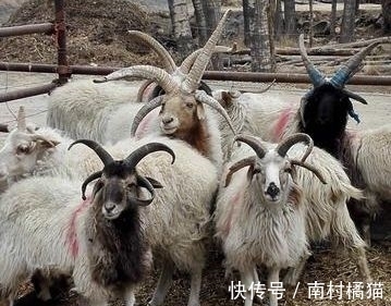 四角羊#四角羊,《山海经》中的四角异兽,现实中却真的存在,而且还不少