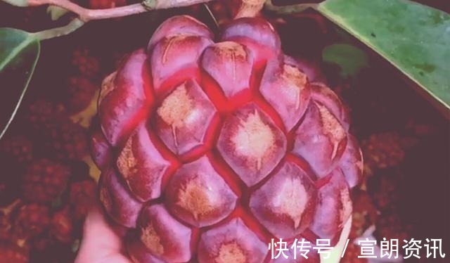 现实生活中|海贼王看多了有哪些“后遗症”,看到水果就在想这是什么果实