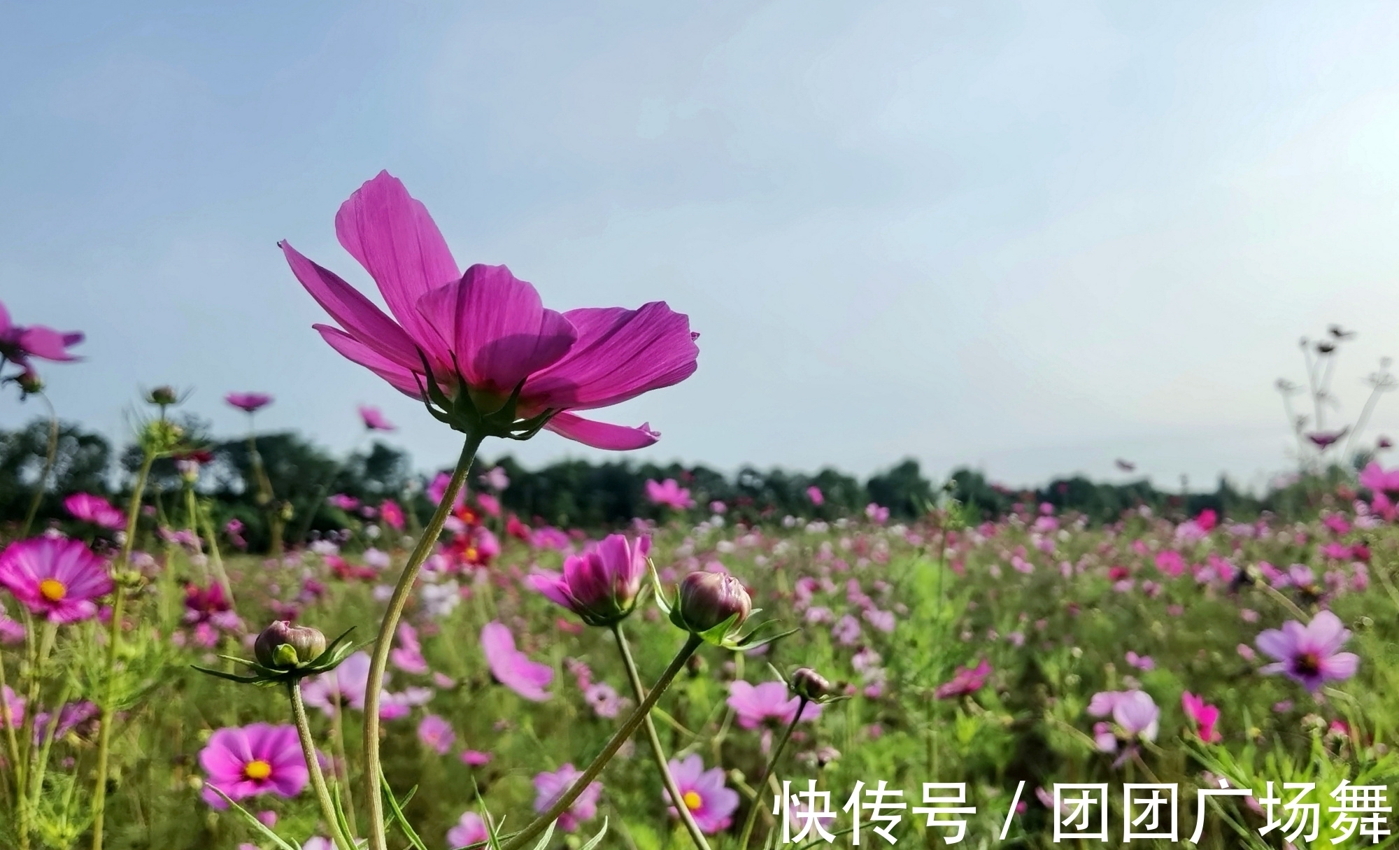 秋英|河南有片神秘的波斯菊花海，很多当地人都不知道，你去过吗？