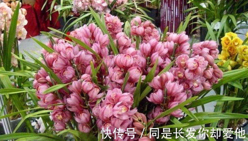 花市五大年宵花，好看却难养，告诉你“技巧”，养好没难度！