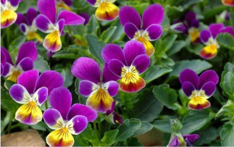 金鱼草|4种花自带财运,家里养一盆,旺家好兆头,开花还多