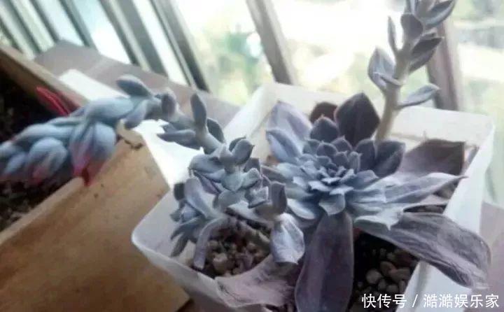 扦插|多肉长花箭被他剪断插土里,7天就生根!