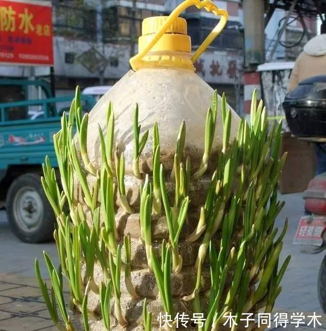 油桶|家里的油桶别再扔,比花盆还好用,养花种菜是神器