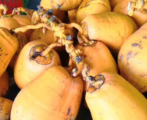 夏养心|秋季常吃三种食物,滋补养颜,健康长寿、身体棒棒哒