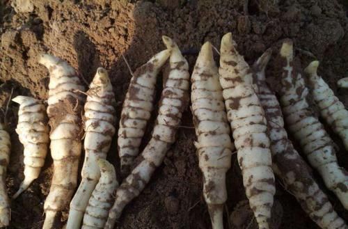 这野菜是埋在地下的“银条”,药用堪比虫草,一斤6百让人吃不起