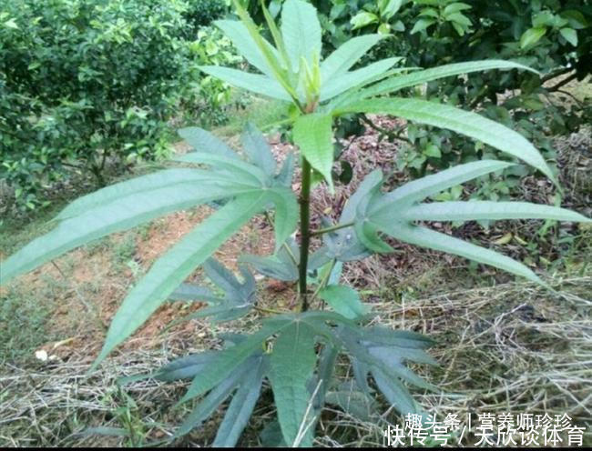 植物|2种植物，若你在山上还能见到，请好好珍惜，用来煲汤好处多