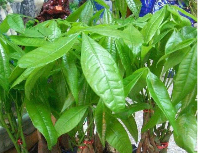 发财树黄叶还不长1个“小方法”,叶片油绿疯长不停,1年长半米