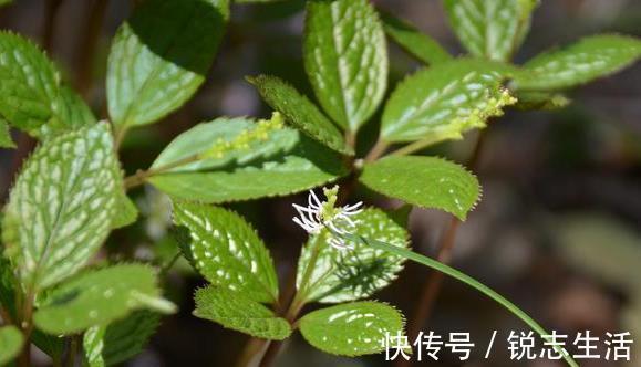 四大天王|农村一种野草,人称“四大天王”,连蛇都怕它,但民间价值很珍贵