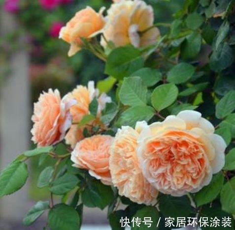 庭院选这几款花,花姿妖娆,盛开时繁花似锦,花色美轮美奂