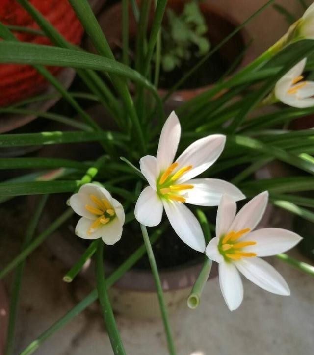 开花|葱兰怎么养才能开花更多?剪一剪,一下开出几十朵花