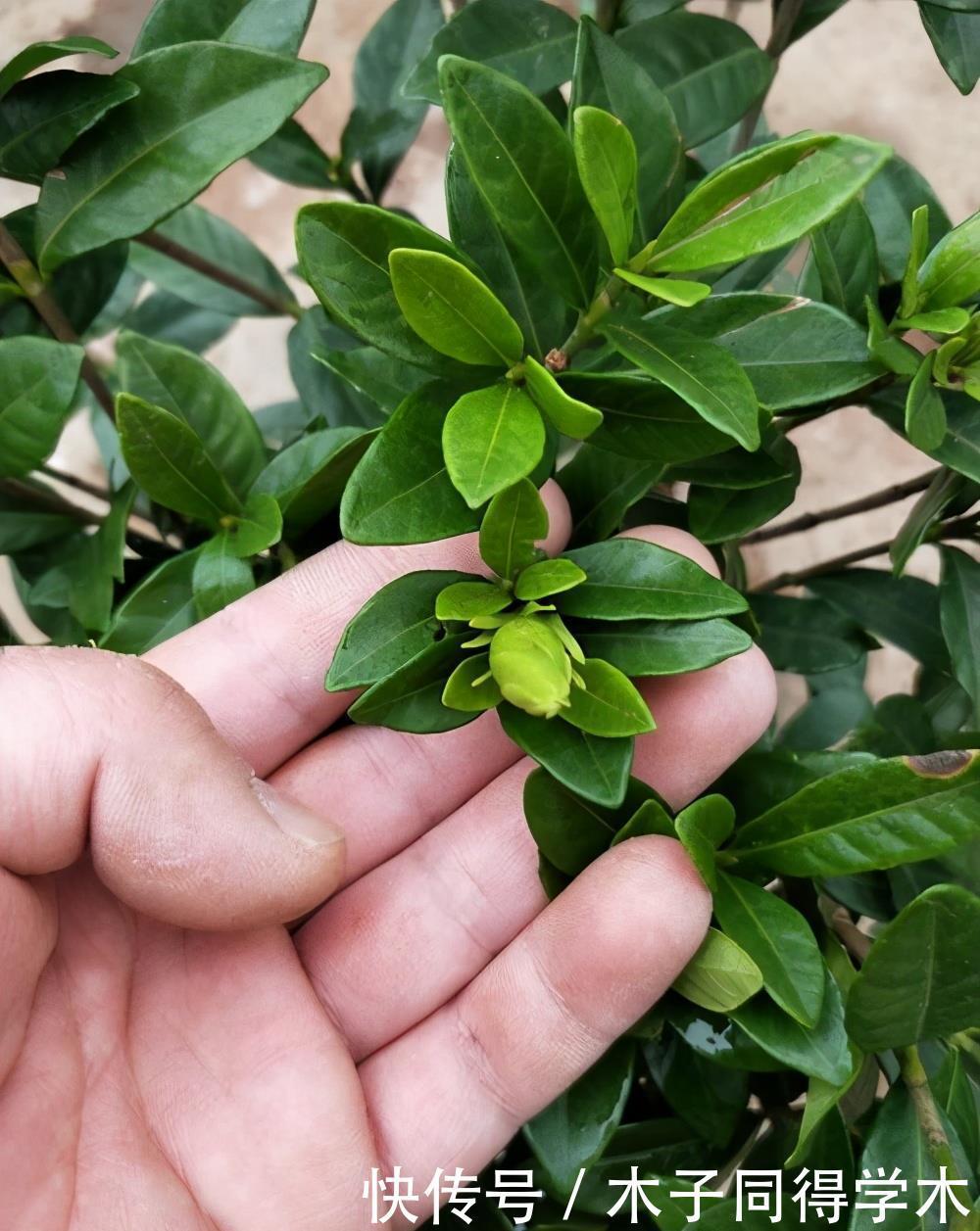 花朵|夏季养栀子花，做好3点，不黄叶不掉苞，花朵大又芳香