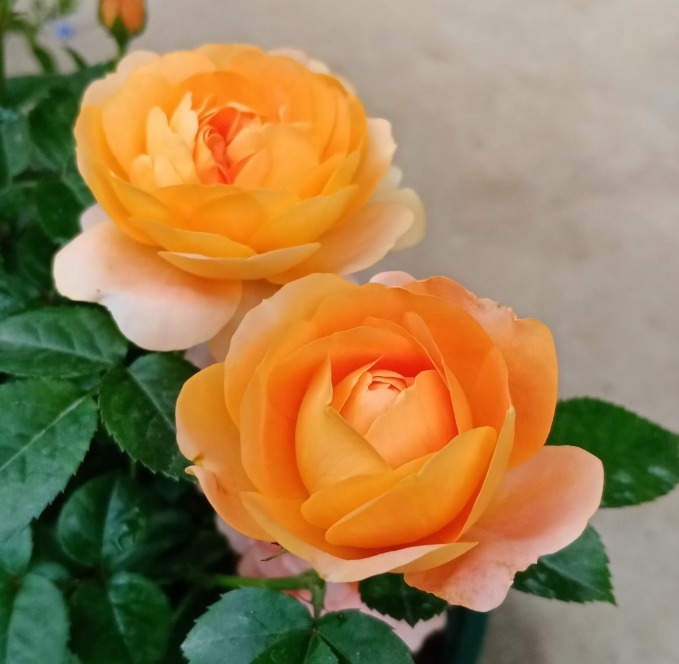 盘点最受欢迎的24种月季花，长得快、开花多，养了会上瘾！