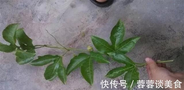 有1种“水果”，剪根枝条插土里，15天生根，结出果子“吃不完”