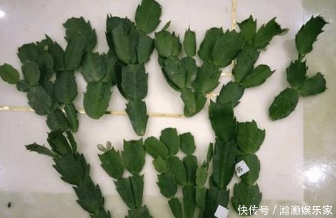 表面罩|还花什么钱买蟹爪兰,用上养花高手的方法,不花一毛钱就能养出来