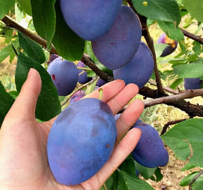 小米味甘|会吃的人才长寿，推荐3种食物，排毒护肤，润肠通便，营养又瘦身
