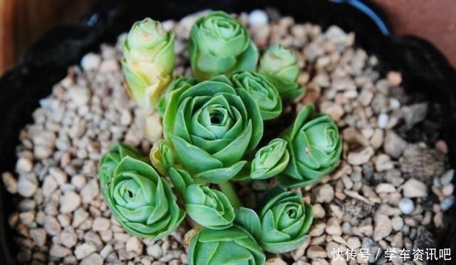 多肉度夏怎么浇水,放哪里养,教你“2招”,顺利度夏,又肥又美!