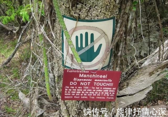 毒番石榴树|死亡之树!吃了会中毒,烧它也可能中毒,还有人吃过它的果实