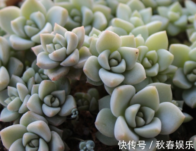 多肉植物|超好养活的多肉植物,喜欢多肉的不要错过,这几款超好看还好养