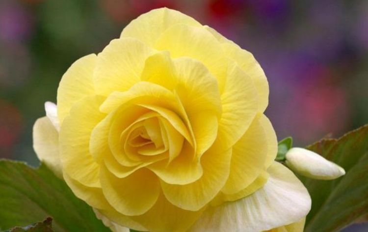 漂亮|邻居逛花市，只买这“3种花”，开花漂亮又好养，越养越上瘾