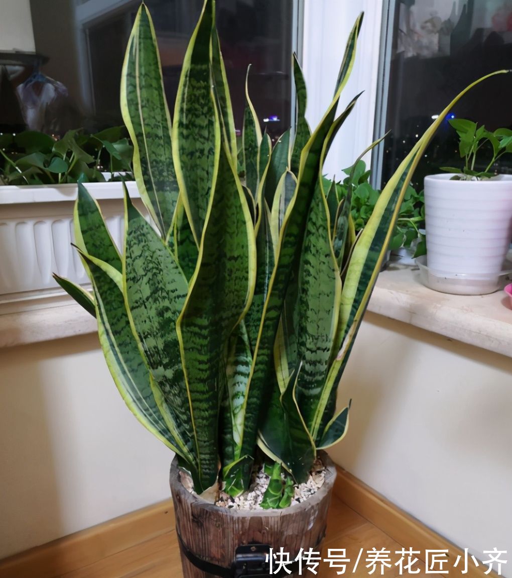 春季养虎皮兰的正确方法，让你的虎皮兰长满新芽，老叶肥厚硬挺