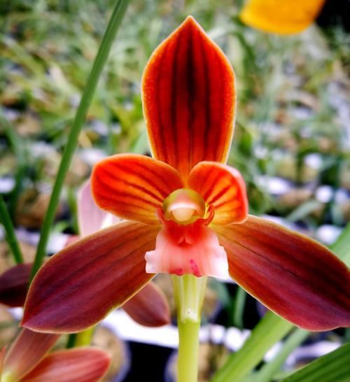  兰花|此兰价格不菲，荷瓣大花，鲜艳夺目，曾被誉为“兰花第一红”