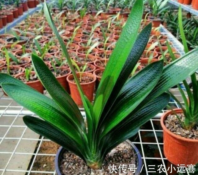 君子兰出现烂根的情况怎么办?