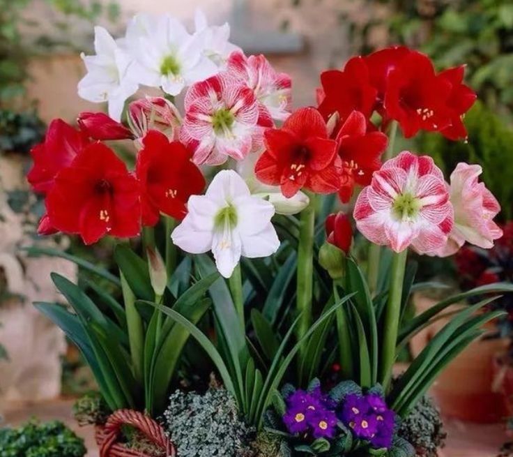 喜欢菊花,不如养盆“百花之王”大花蕙兰,开花金灿灿,惹人喜爱