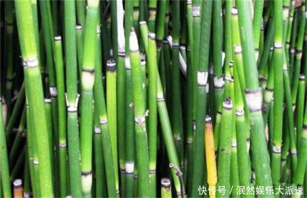 中年|什么是“节节草”老人用节节草泡脚，十几年的老问题轻松解决
