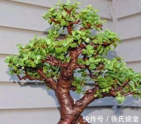 浇水|马齿笕树养5年,变成老桩盆景很值钱,做5步就实现