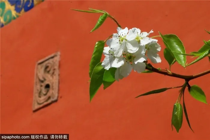 京城赏花！北京这几个地方梨花已开！花期不等人，快快约起来！