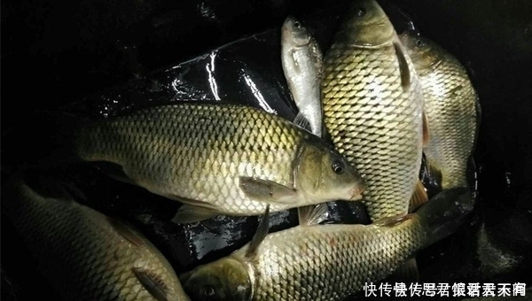 铅皮座|初夏手竿玩夜钓,可以不用浮漂,这种钓法更有乐趣,收获有保证