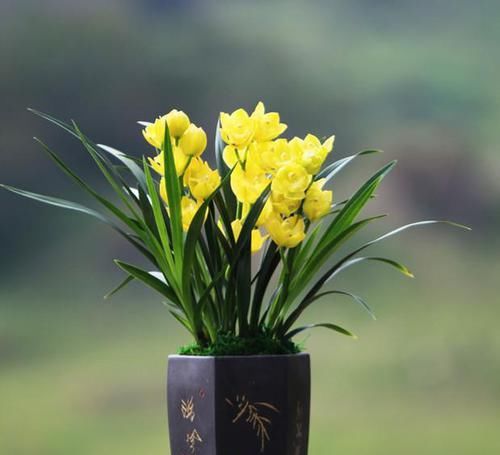  难得一见|难得一见的高颜值兰花，花色比金子还亮，香味扑鼻，花苞又大又多