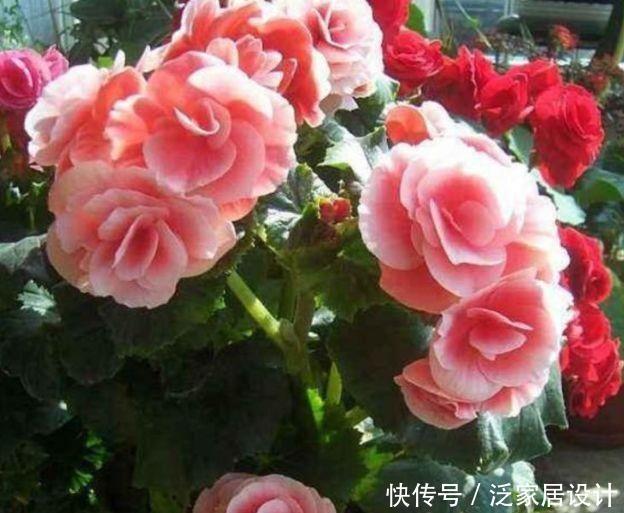 4种花是花中大美女，开花量超大，还能散发浓郁香气