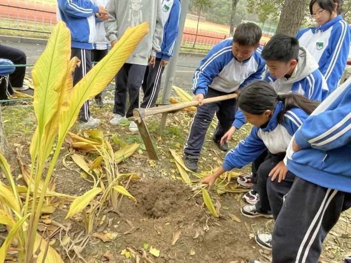 学校|泡杭白菊、采温郁金…杭州这所学校有一座“草药园”